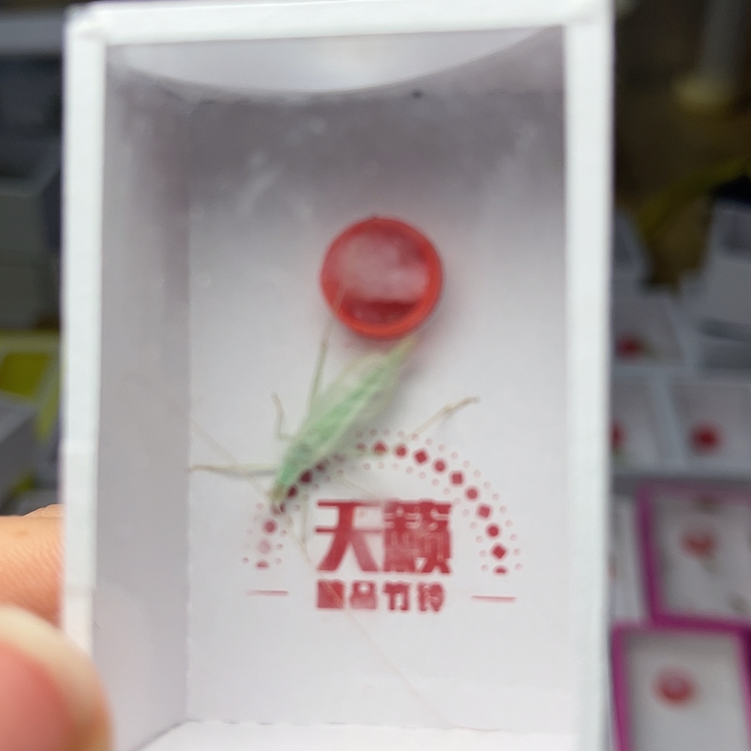 蚂蚁工坊蓝竹。        