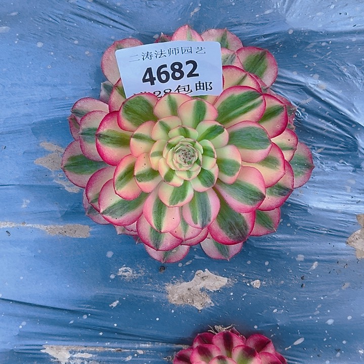 4682倾城多肉植物2号