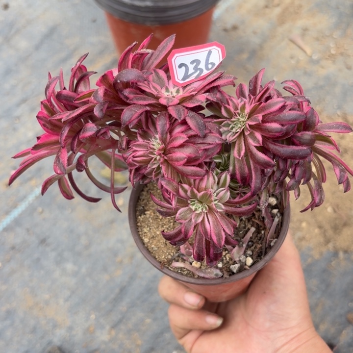 黑铜超白迷你缀236