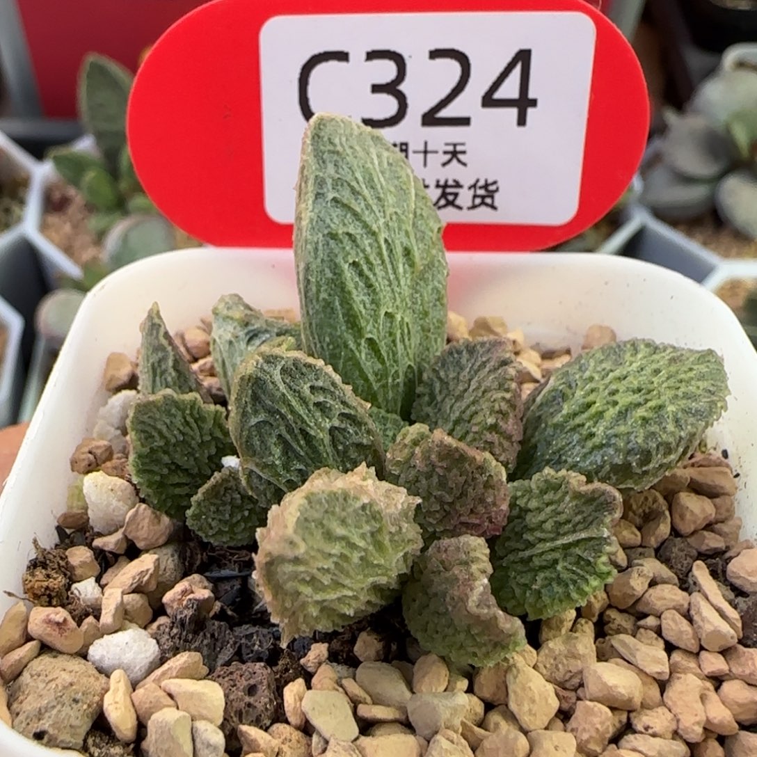 用***4福利多肉水泡。  324。  