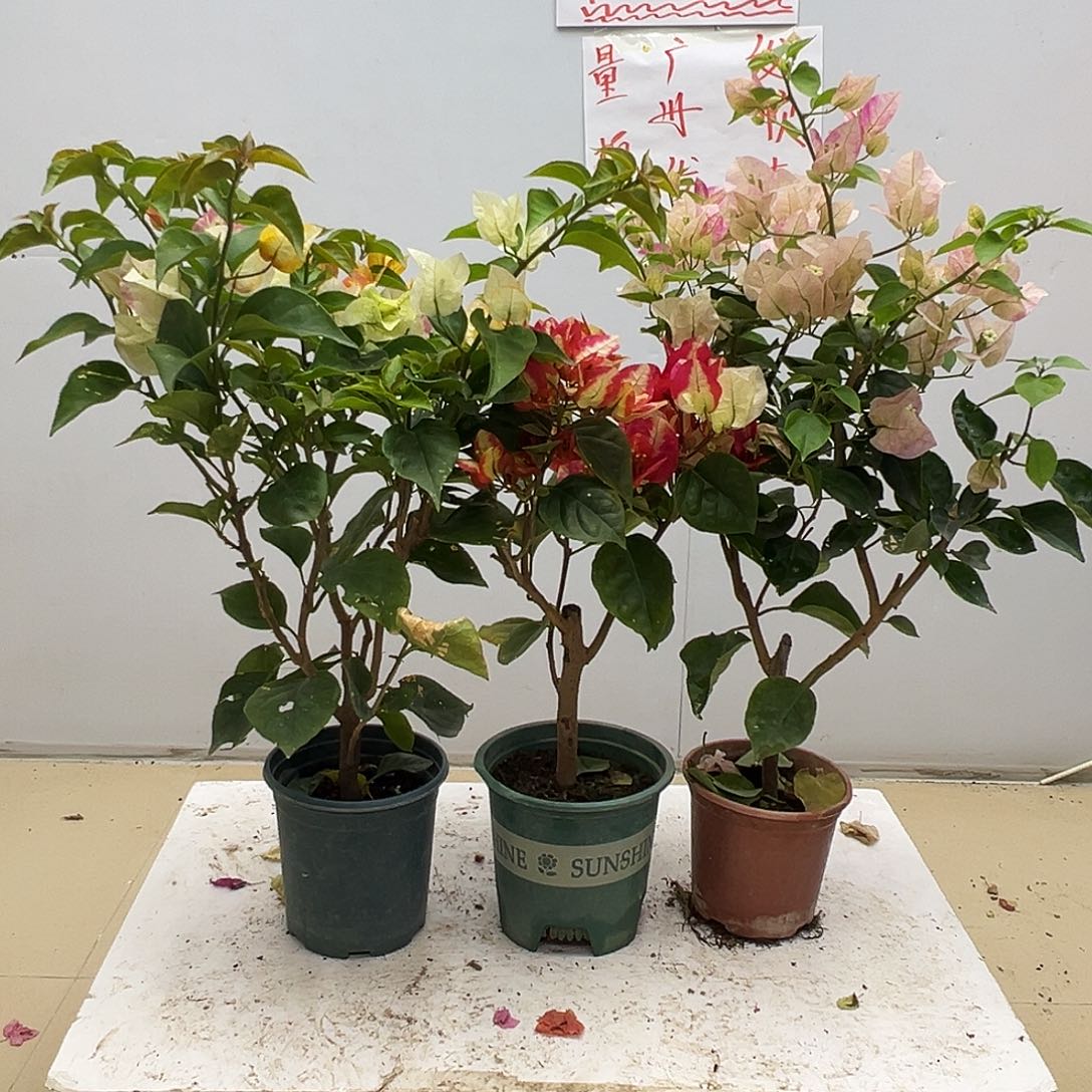 大部分花苞少量开放浅彩虹，哪吒，皇后组合
