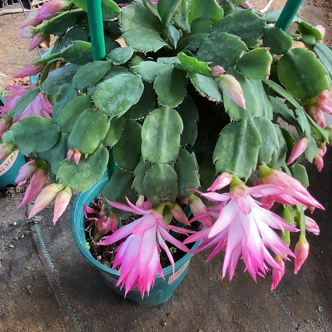 鱼****完全开放叶仙嫁接一物一拍