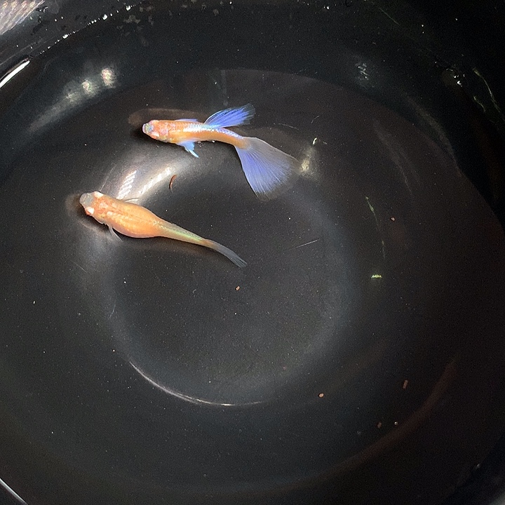 孔雀鱼紫白鸥翼一对