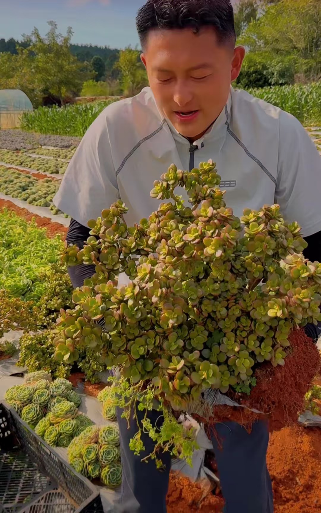 零花钱多肉  地栽红边花月（摇钱树） 多肉植物   