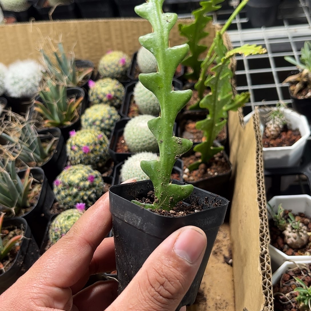 鱼骨昙花单头发货单头