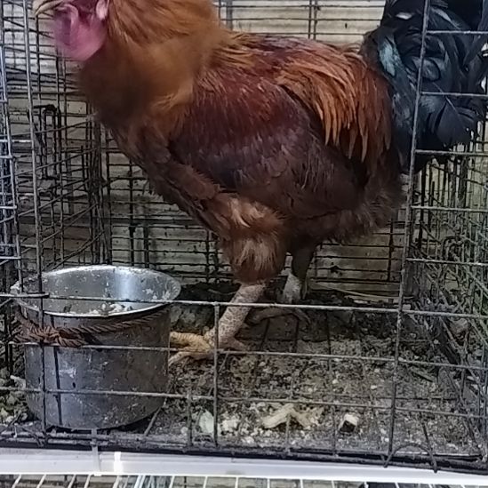 2天中国大陆贵州土鸡