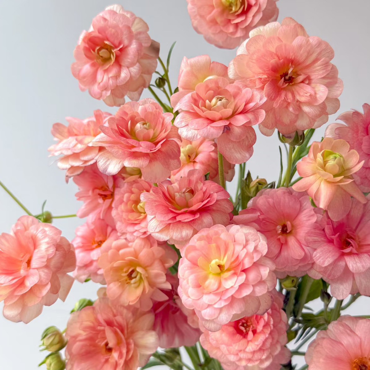 鲑鱼蝴蝶洋牡丹5支！三件顺丰空运20%不售后