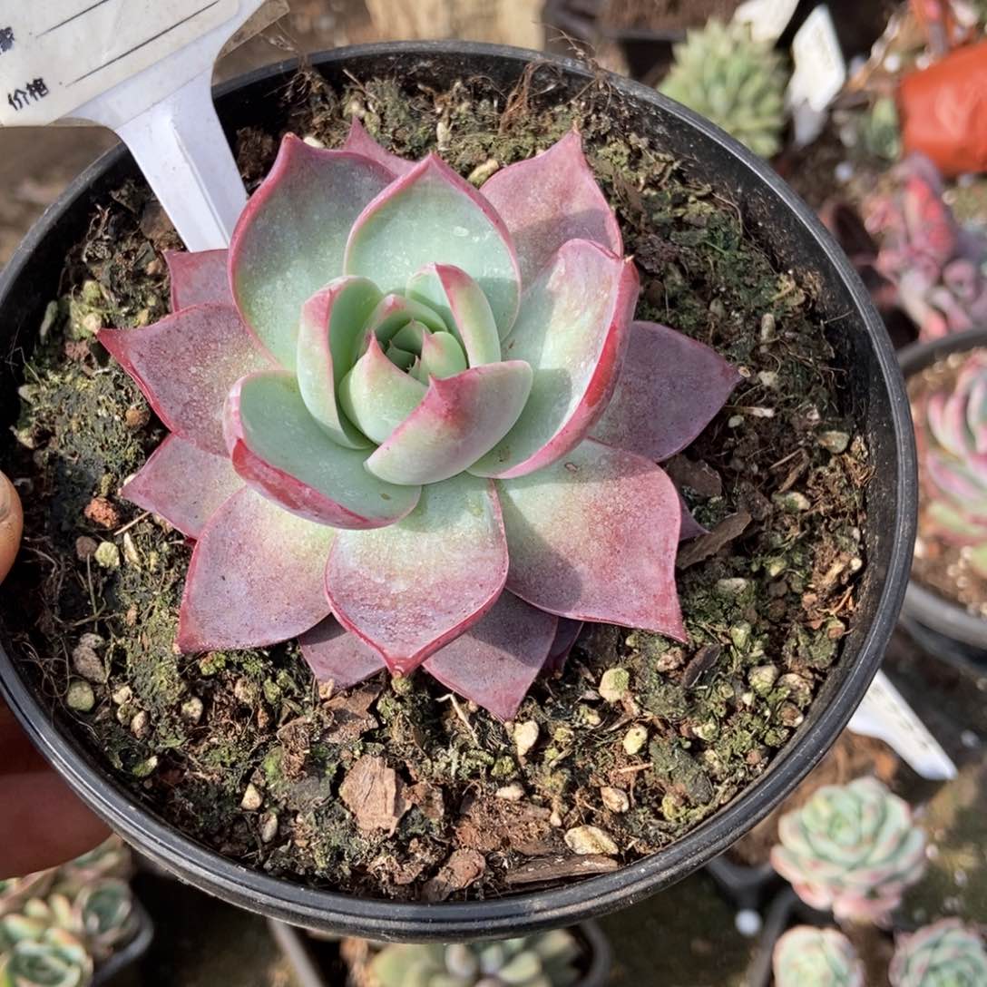 惊鸿一瞥674惊鸿一般多肉