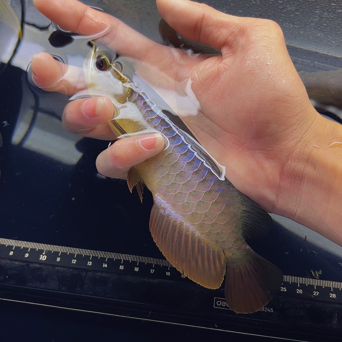 批***瓶海水鱼观赏鱼热带鱼金龙鱼