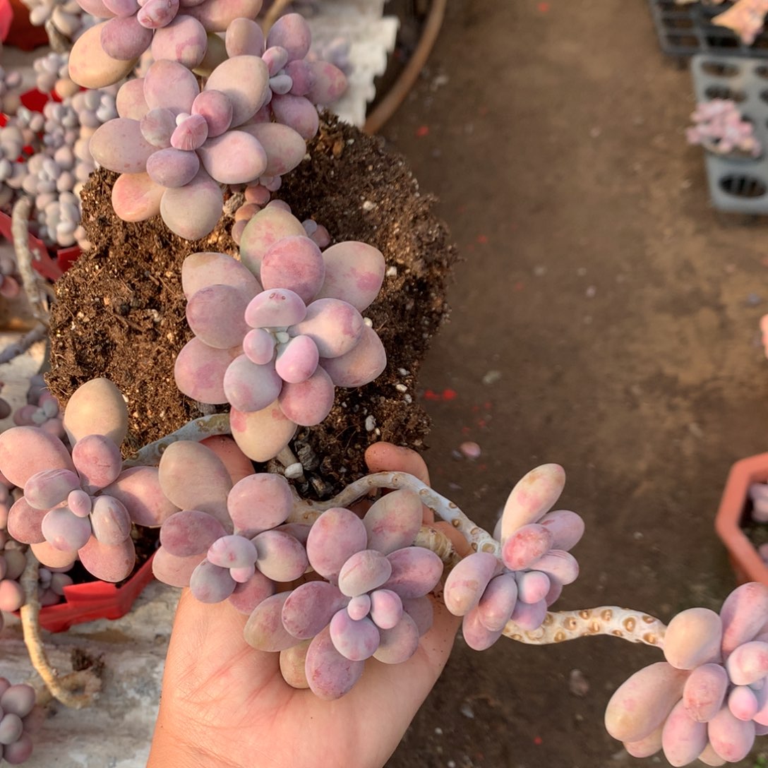 桃蛋老桩不带盆20号