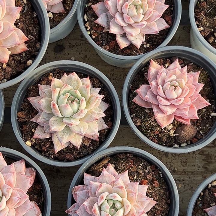 多头            粉蓝鸟     