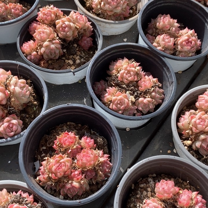 30红女王小群生 福利多多