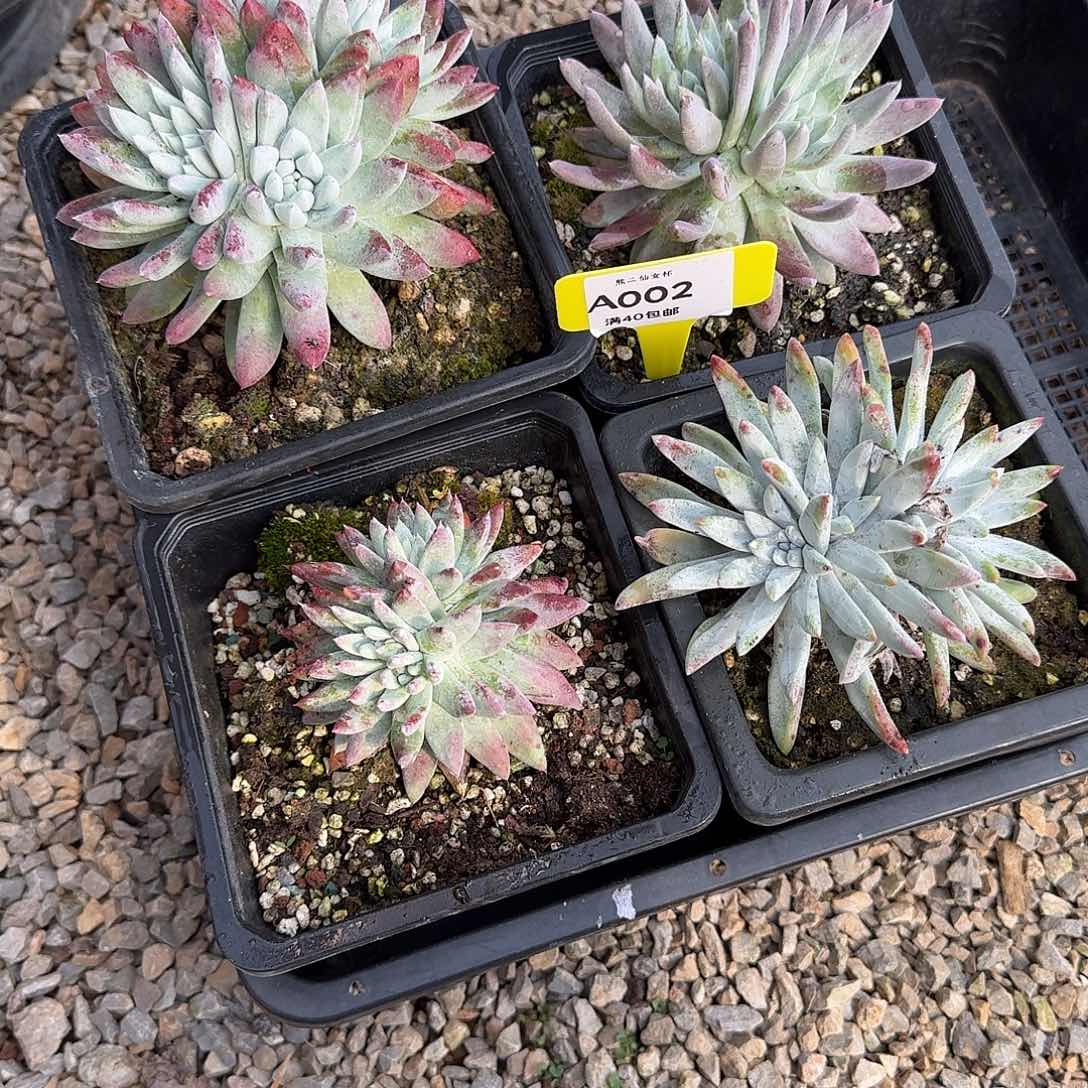 困***多肉植物仙女杯满40包邮A002