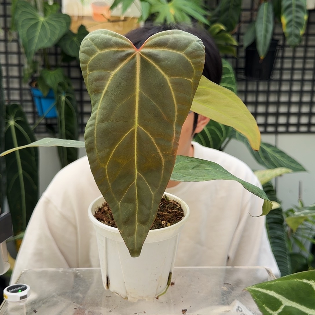 完全开放P03  红水晶杂撕裂纹