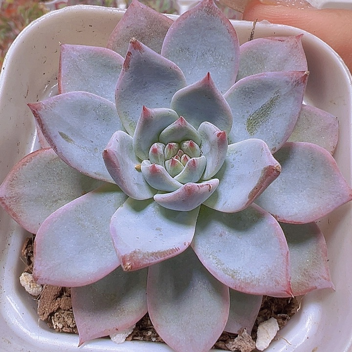粉蓝鸟19包邮多肉植物
