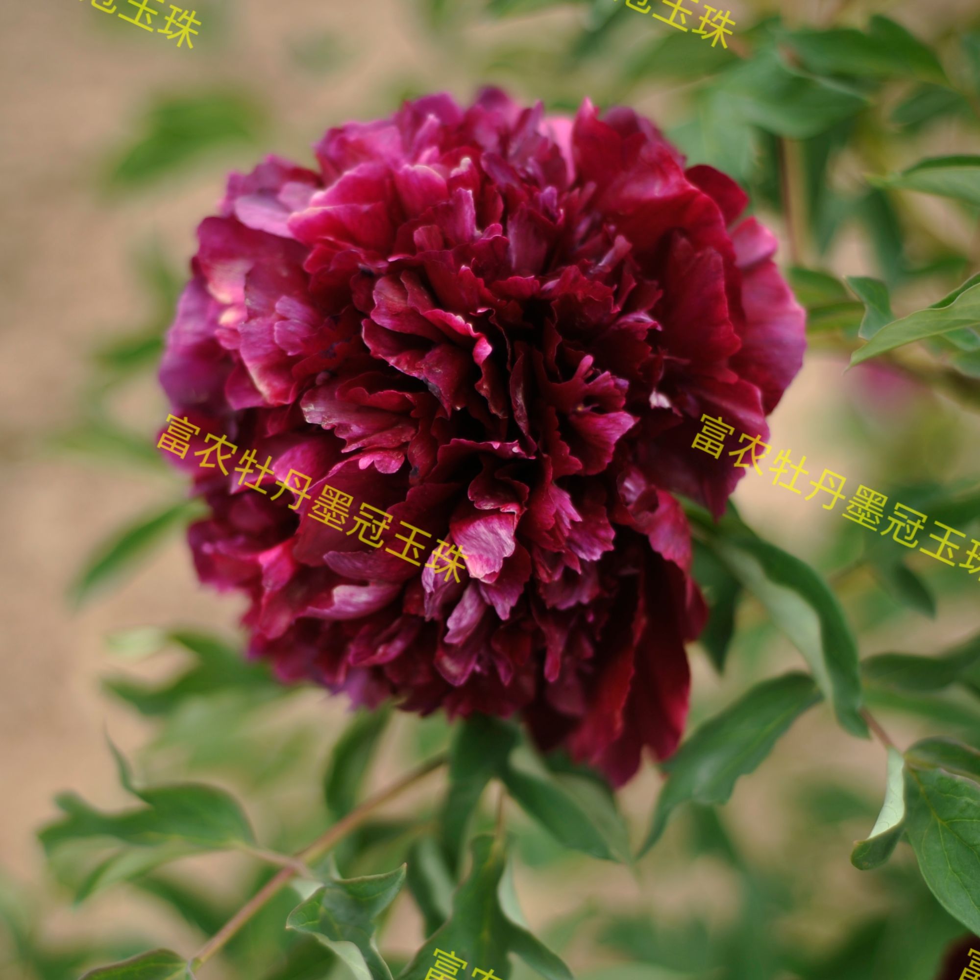 紫斑牡丹墨冠玉珠嫁接苗鲁冰花板栗树手指柠檬