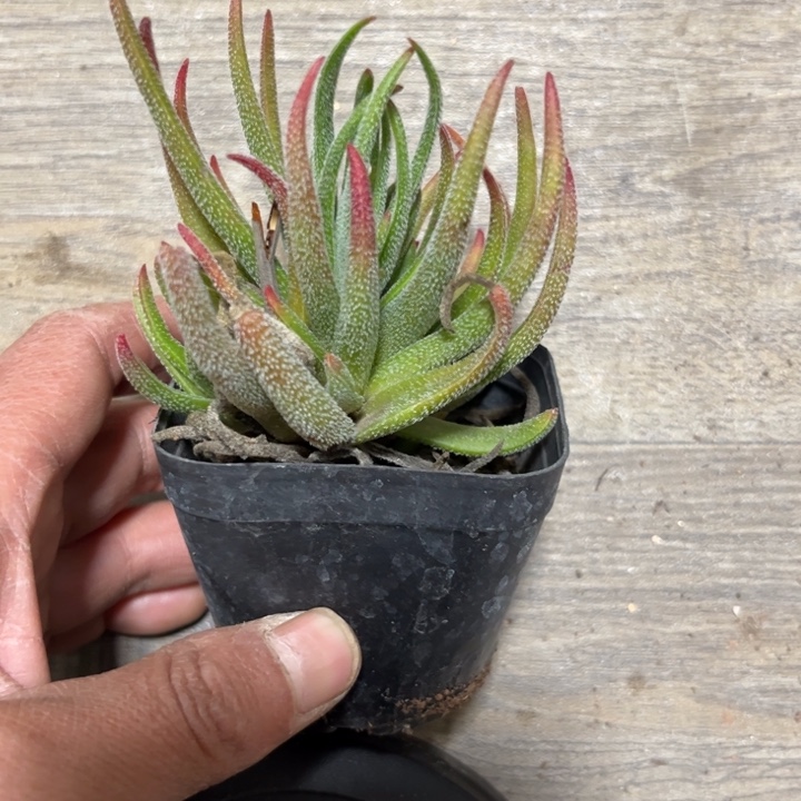 可爱多肉嘟嘟鱿鱼027