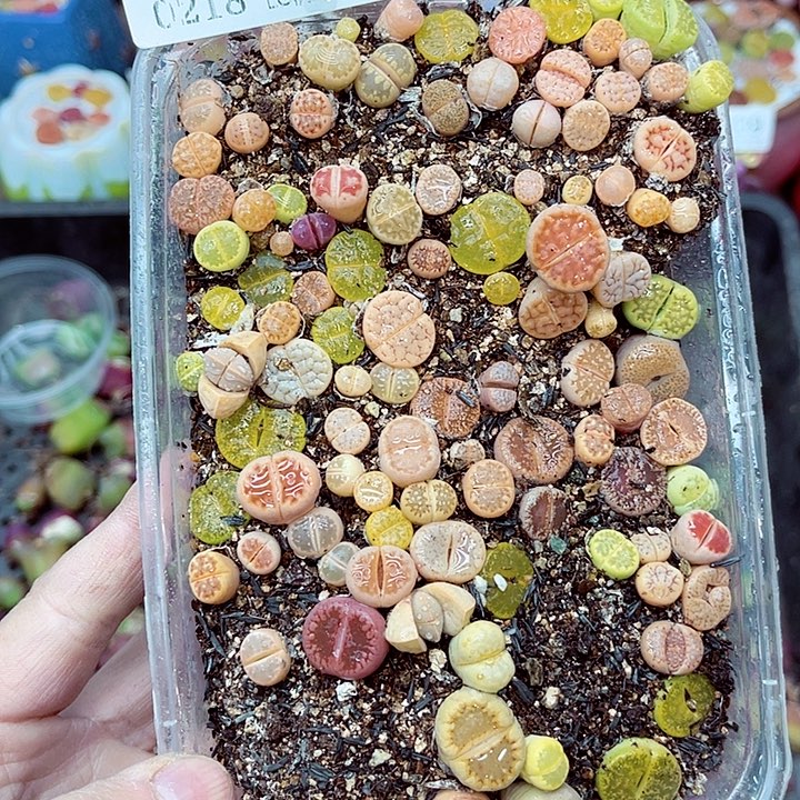 郎哥多肉生石花18-135