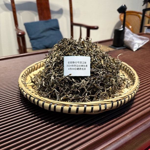2024年老班章阿边哑4月9号古树头春普洱茶生茶散茶