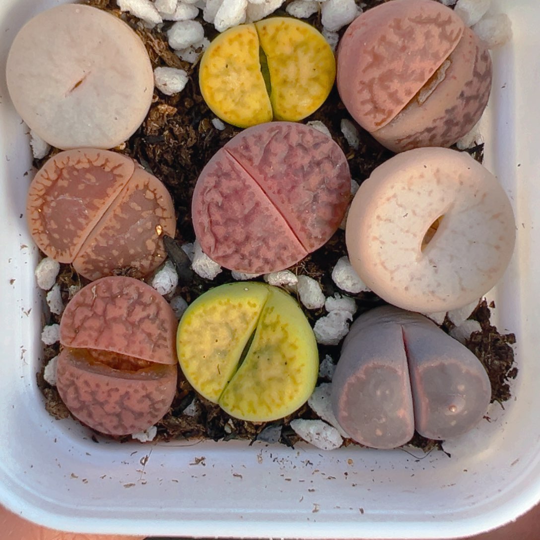 【闪购商品】387……