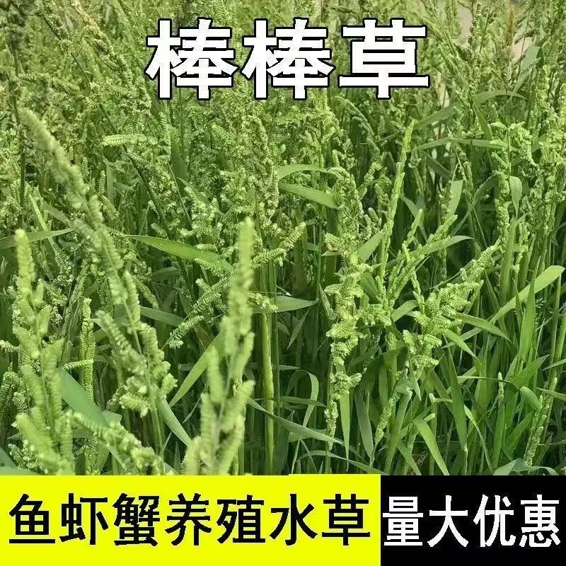 棒棒草种子养殖水产鱼虾蟹小米草低温水草种籽