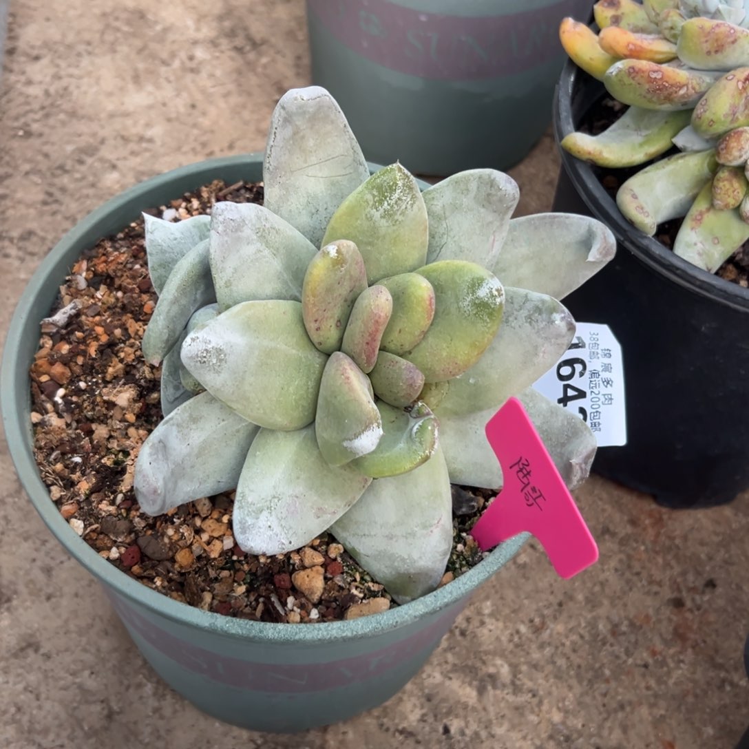 陆****谢谢哥～一物一拍1643