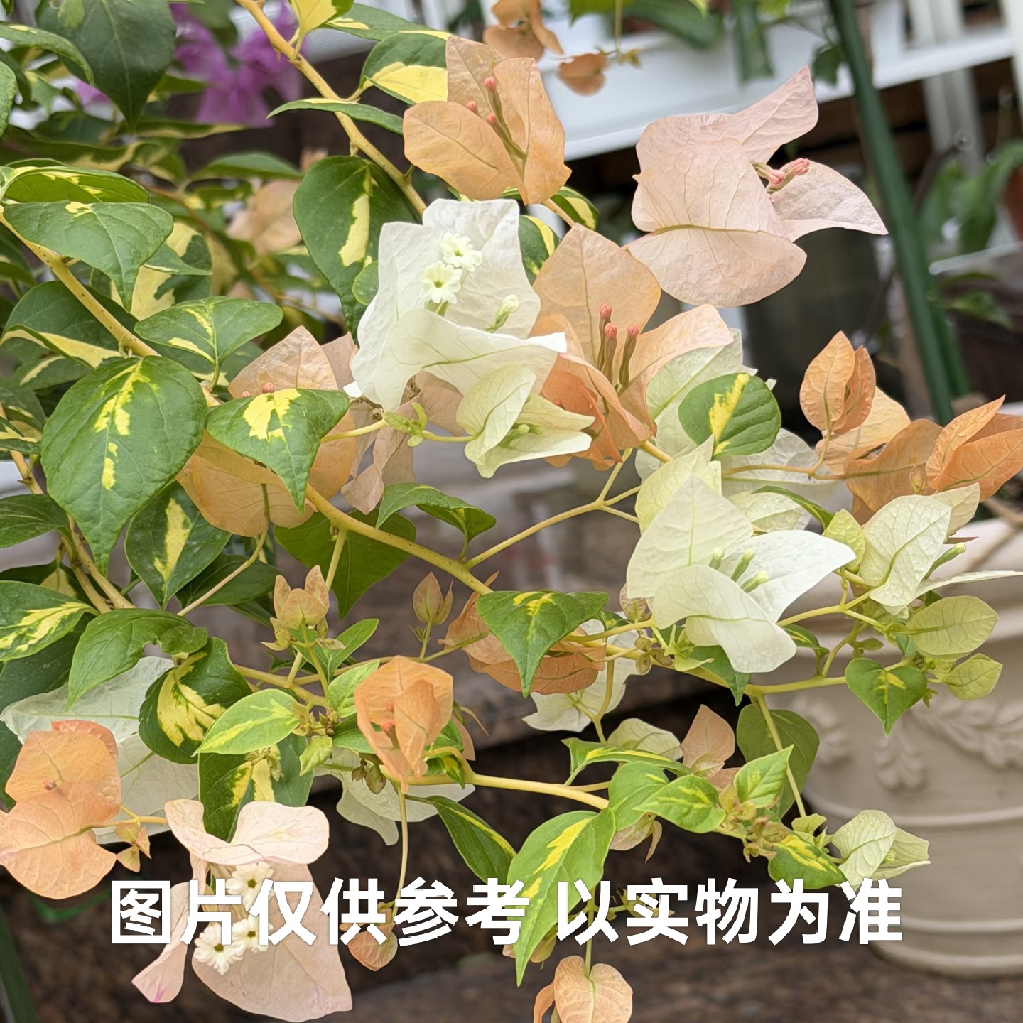 【金心黄白】三角梅阳台庭院爬藤盆栽勤花四季开花基地直发