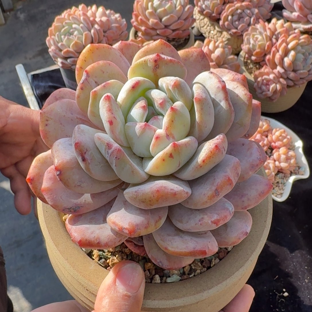 桔***了精美大石化，专拍链接。