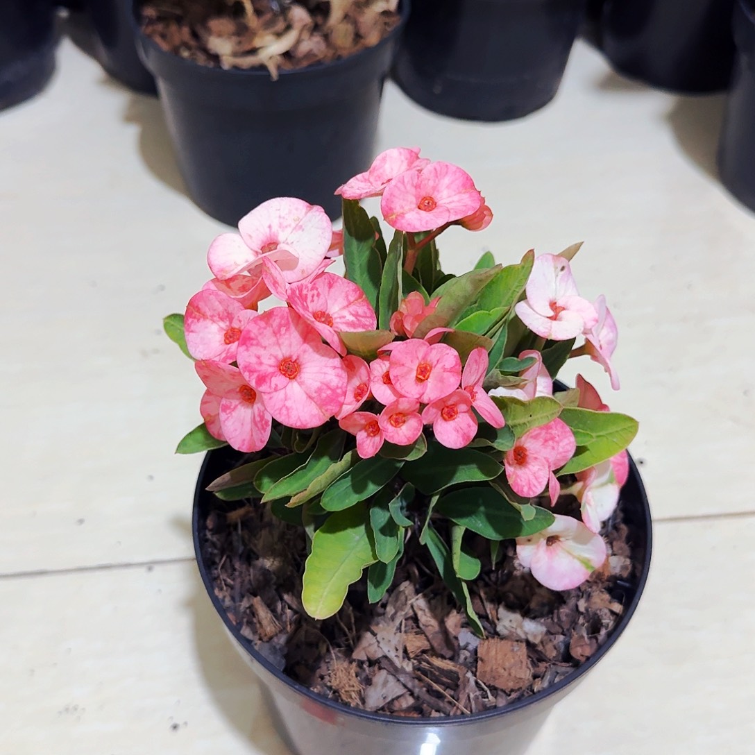 完全开放树莓直播间一物一拍