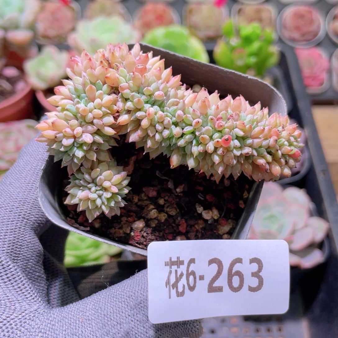 花利美 6-263莱恩小精灵缀化