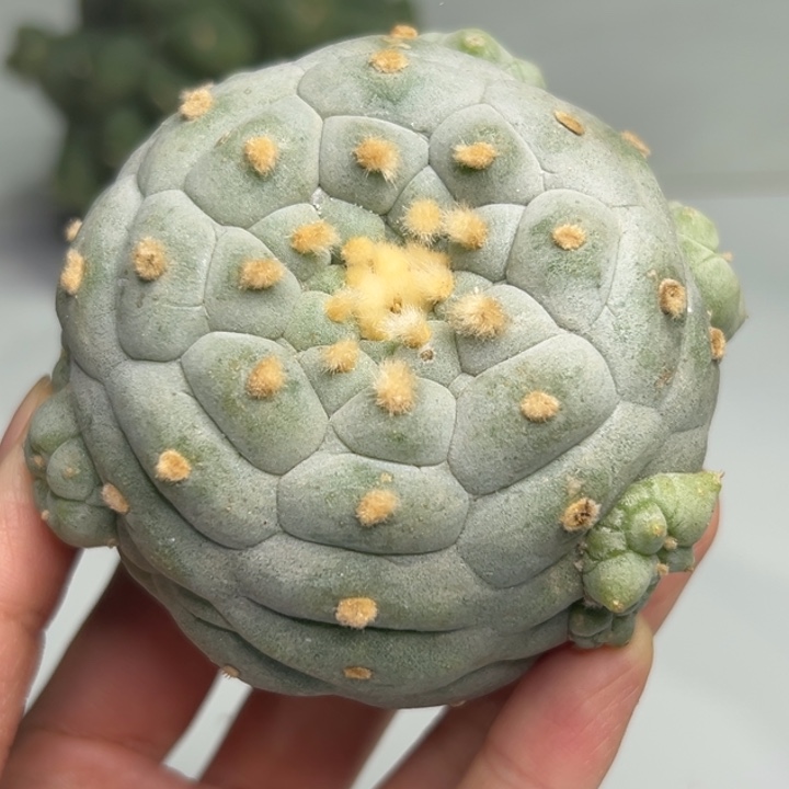 463 无根 仙人球的故事是