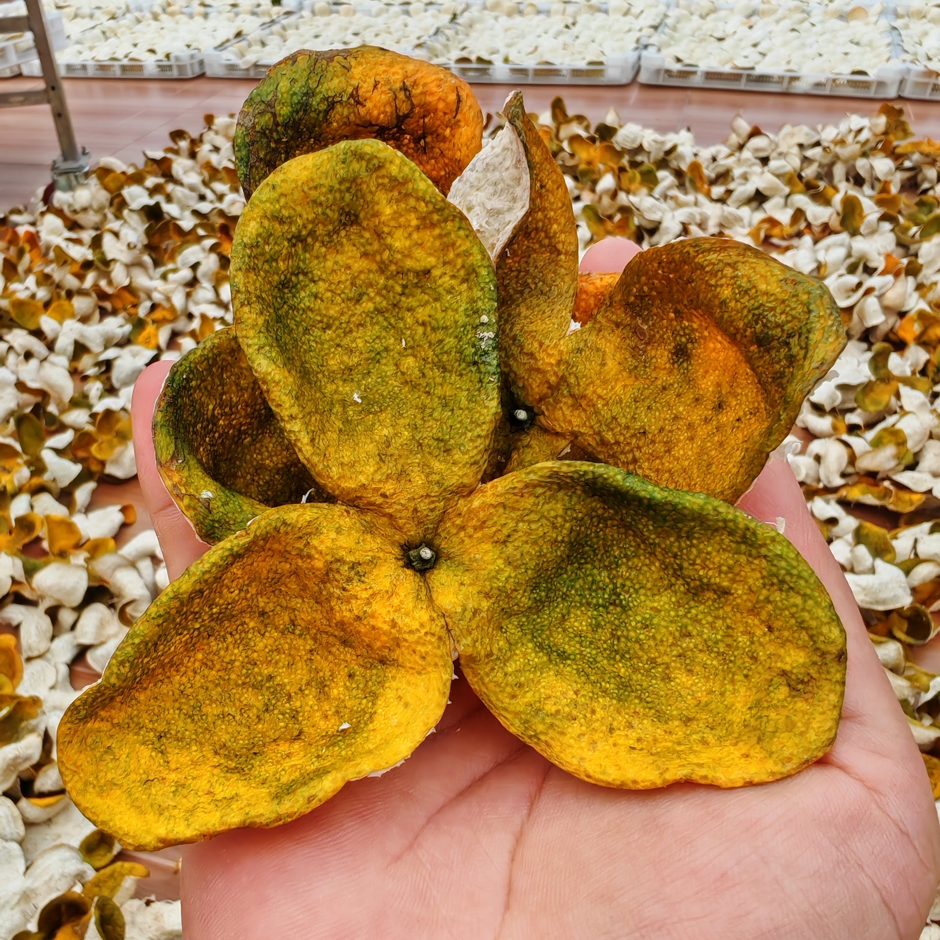 [上新2025年原枝二红皮] 花香 果香 柑香 蜜香 新会小冈能叔柑园