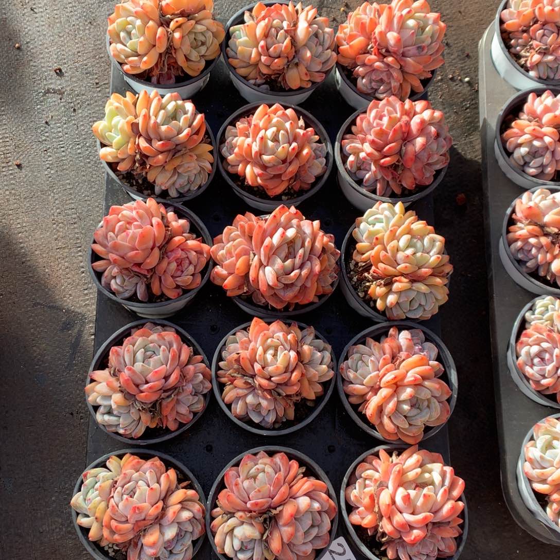 15颗带盆发货  259号新疆西藏内蒙古不包邮