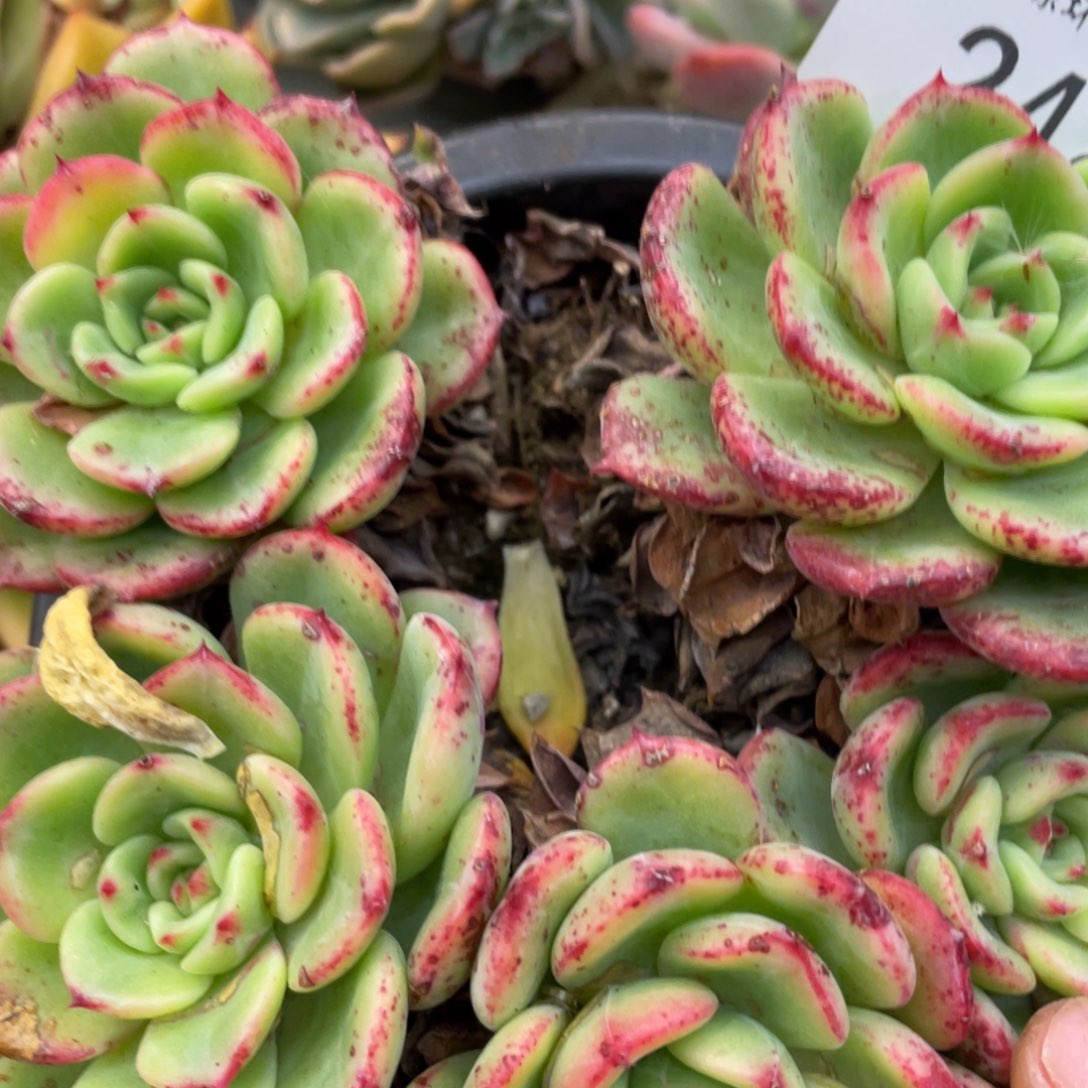 黑大帅多肉248十里桃花