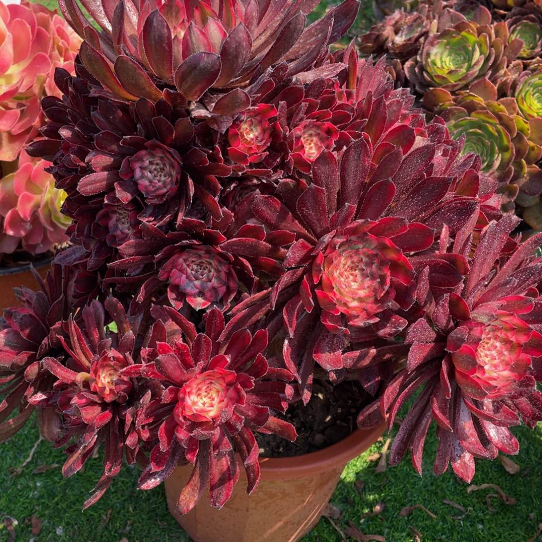 693紫霞仙子精品法师多肉