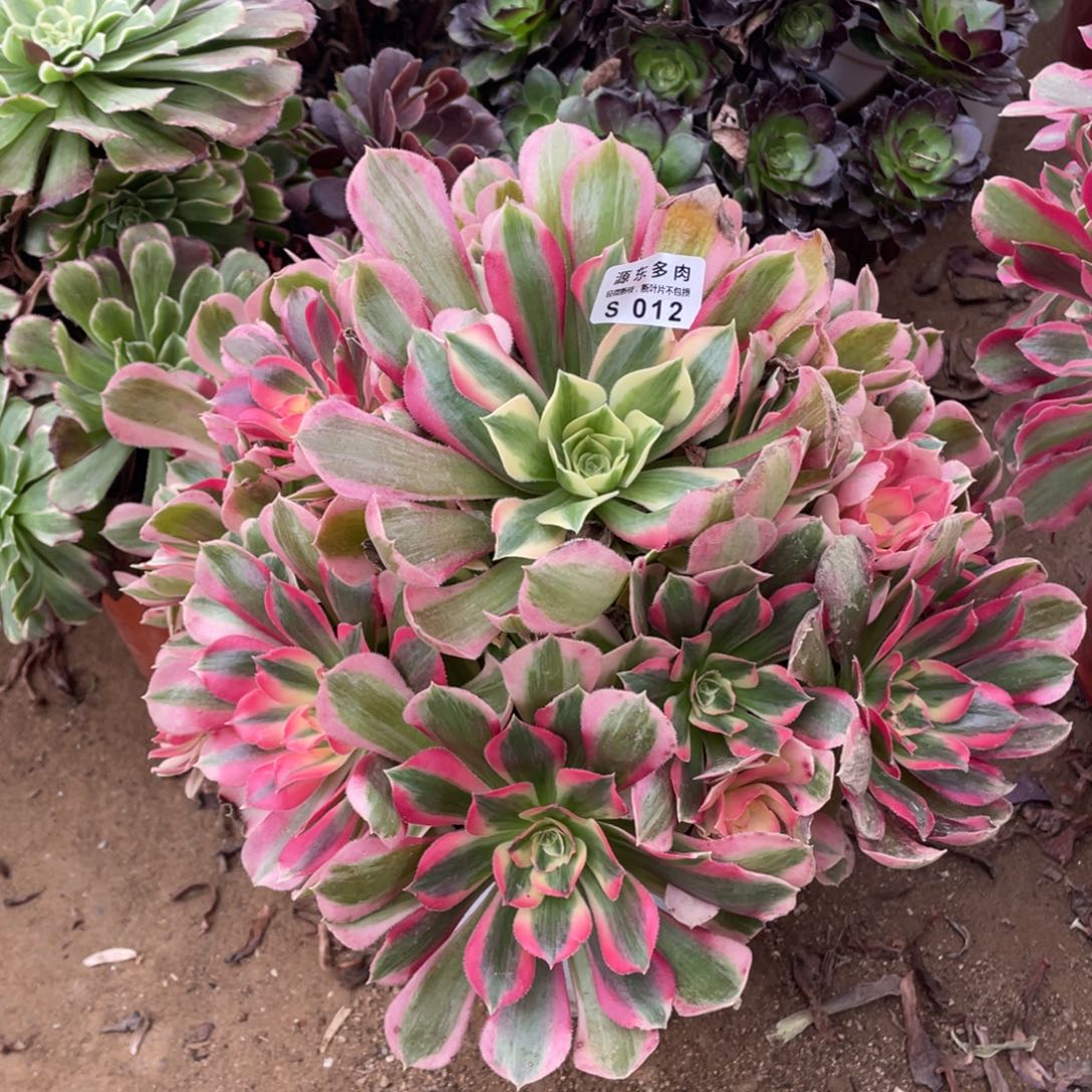 012七彩石多肉法师断枝不包