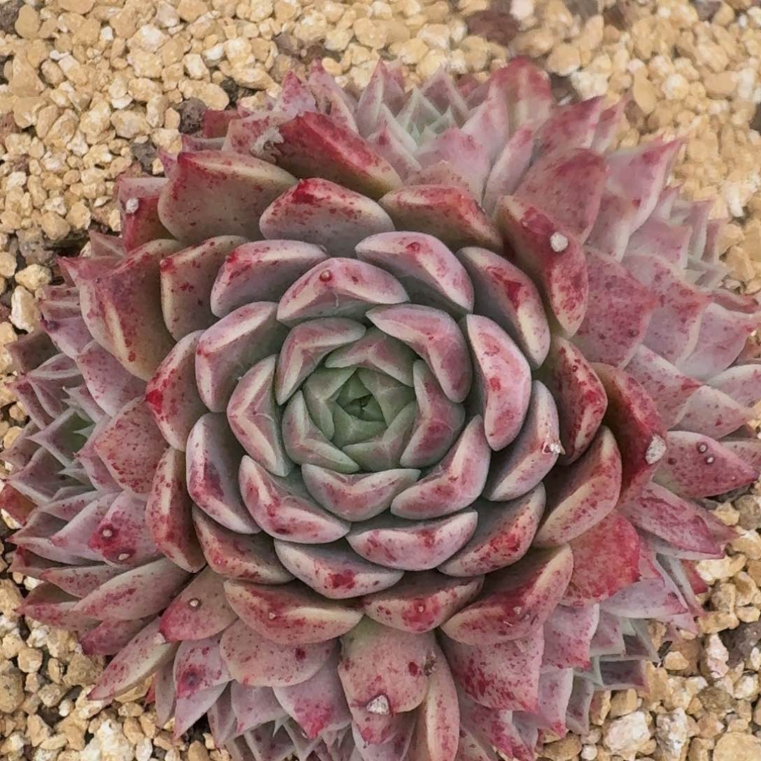 1670一物一拍（满28包邮/l