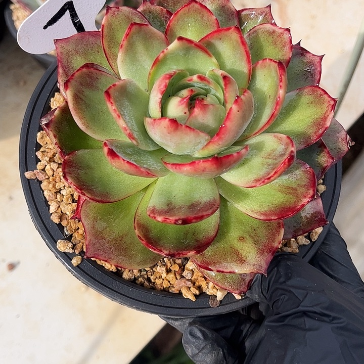 惊鸿仙子一物一拍，13厘米左右