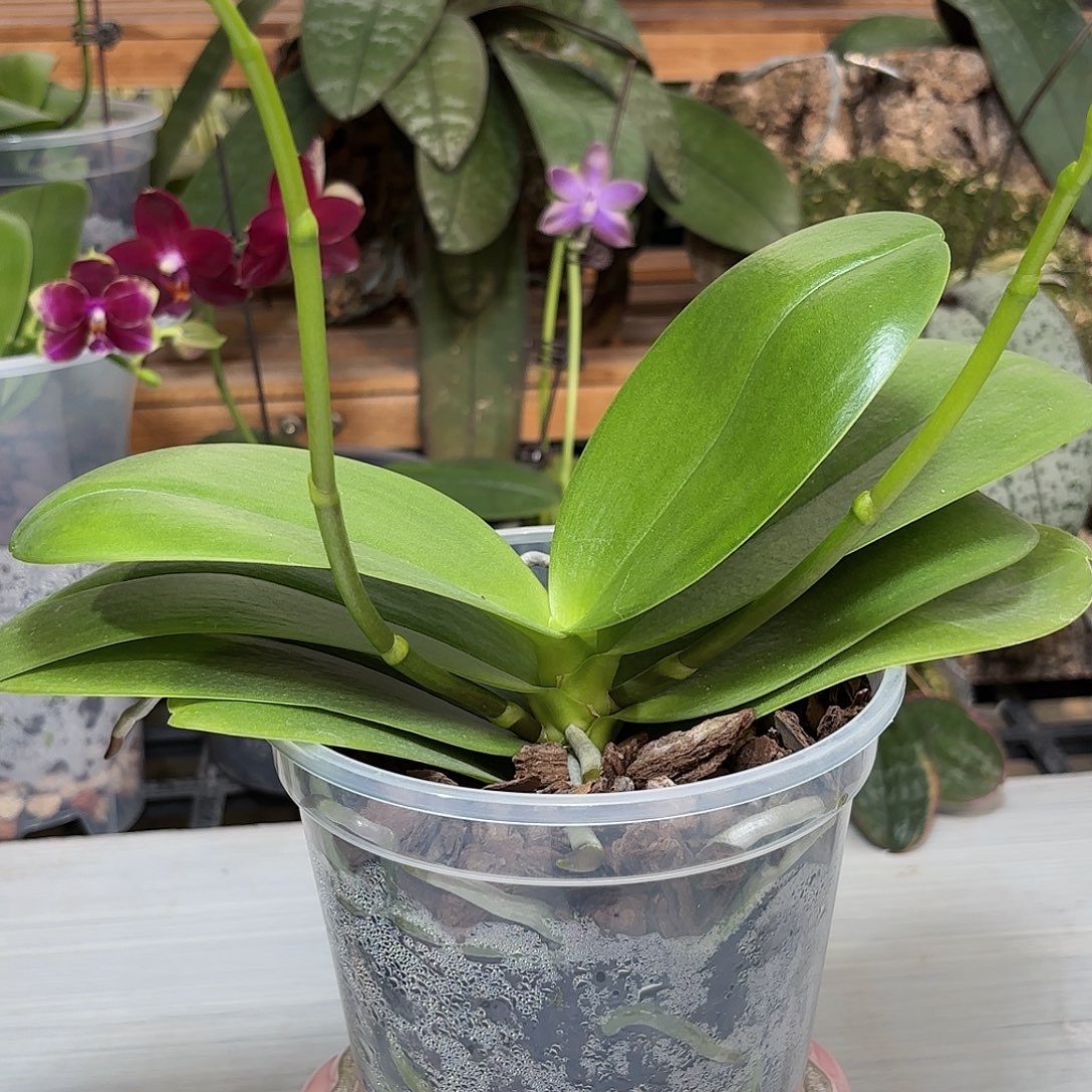 M****当前无花栽培后可以开花美杜莎