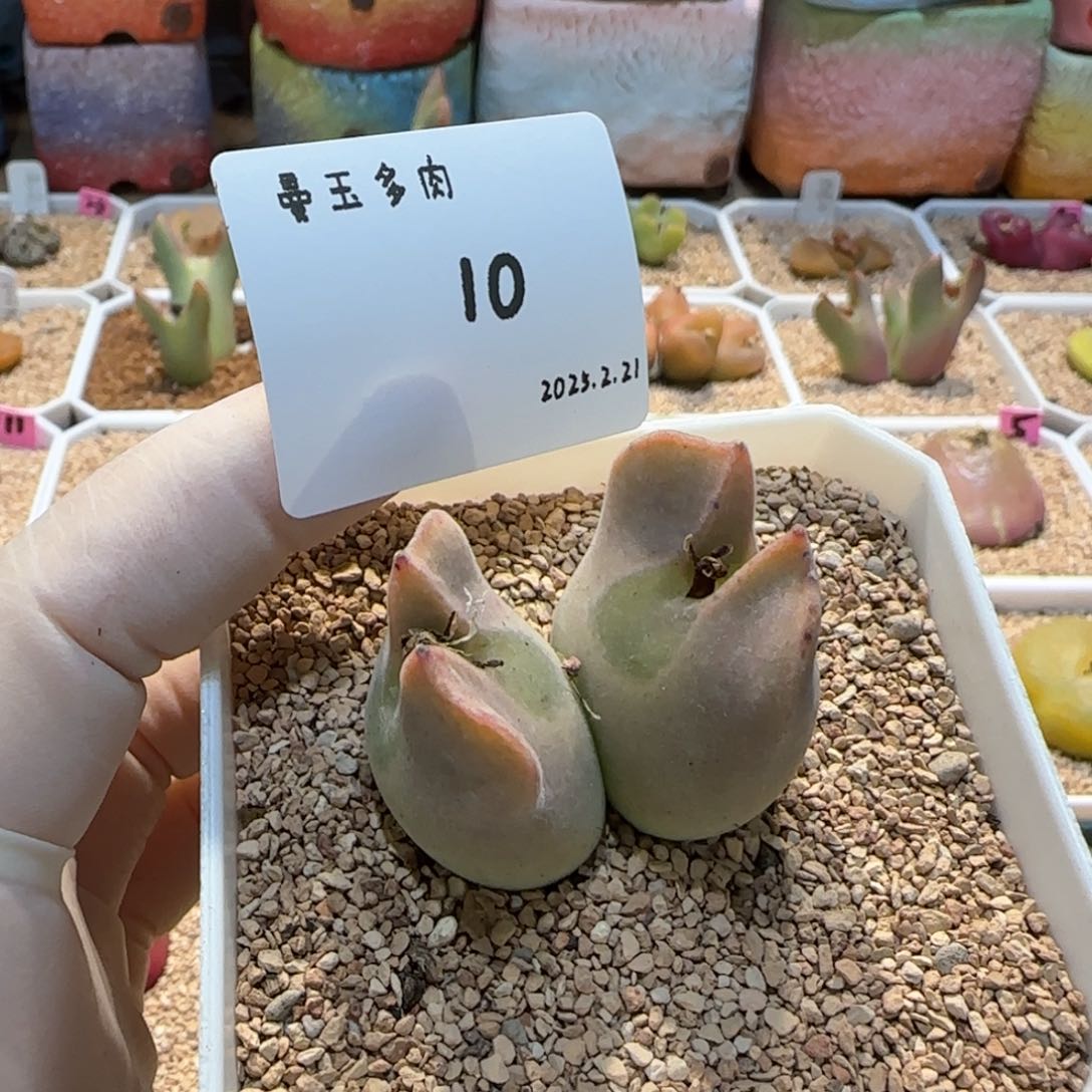 桃*?多肉多肉多肉2.21-010桃紫