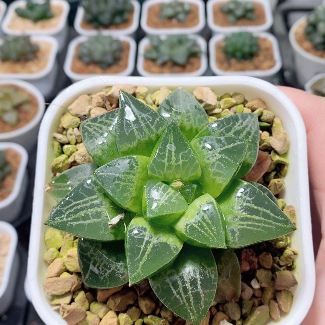 绿蛙寿玉露多肉植物