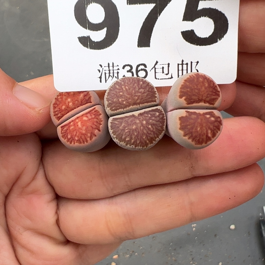 9.20好看的多肉脱土发货975