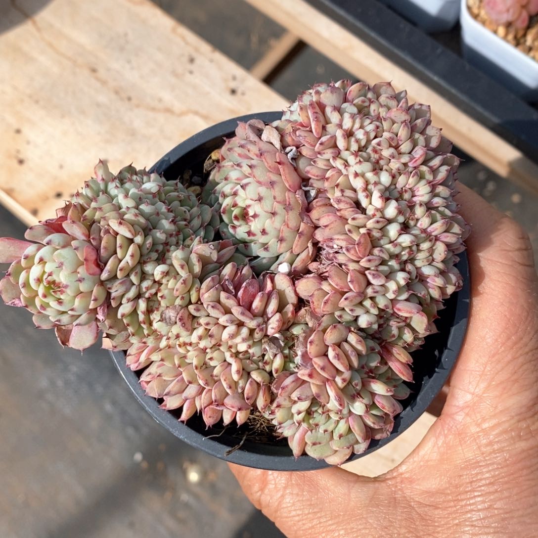 精品多肉一物一拍不包整11