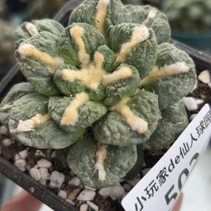 502可节后发货 可带盆