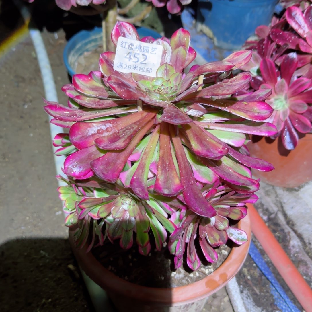 祝肉法师多肉452