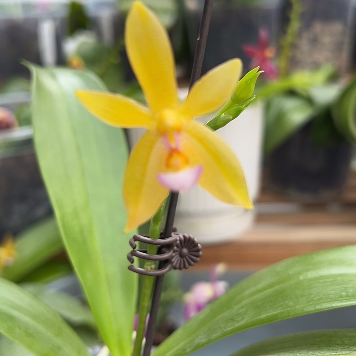 完全开放金鹿角贝根系发达水晶头