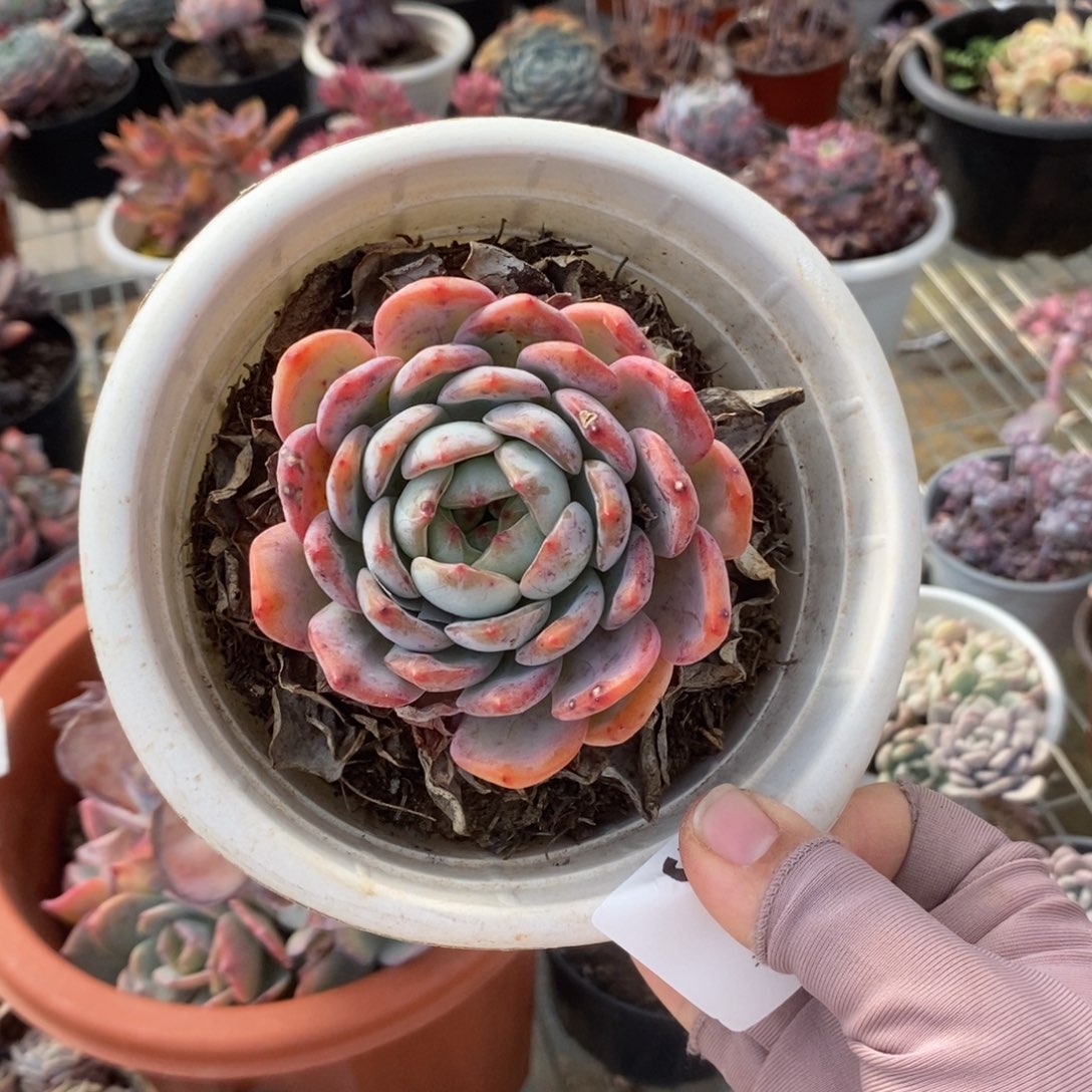 5934全明星一物一拍