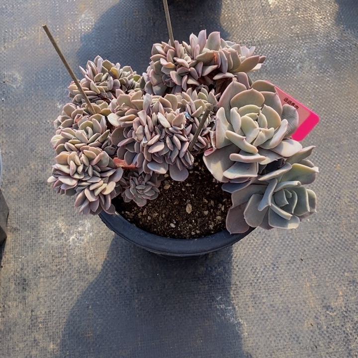 200紫仙缀化肉肉肉肉