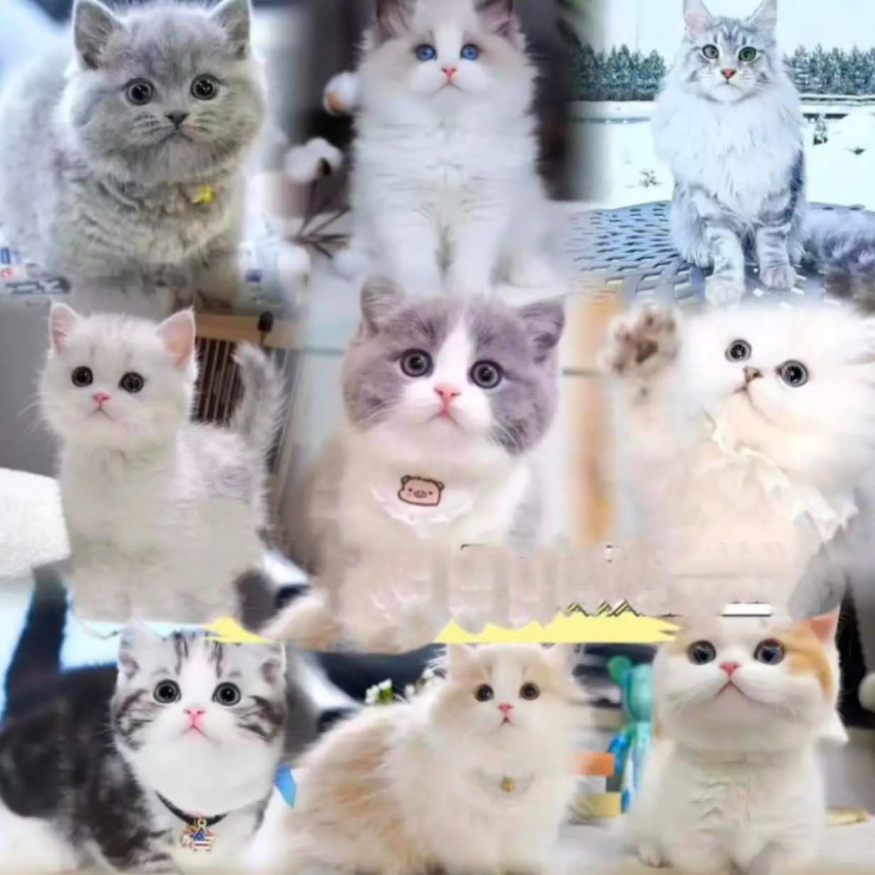 活体猫咪直播挑选专属链接