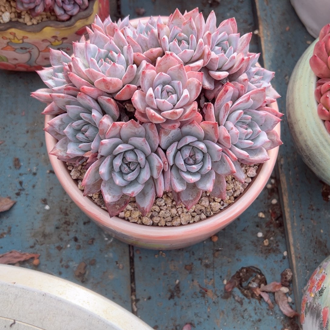 精品多肉植物老桩